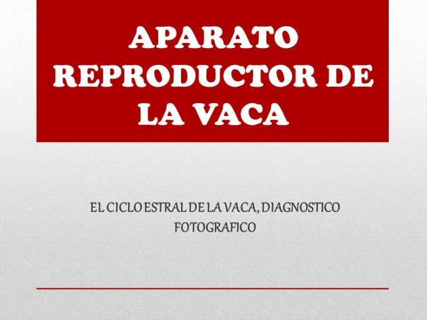 APARATO REPRODUCTOR DE LA VACA